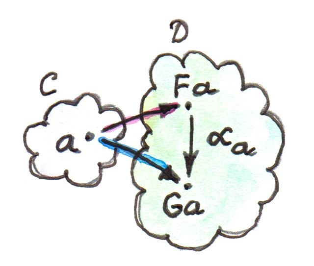 自然变换的分量连接 F a 与 G a